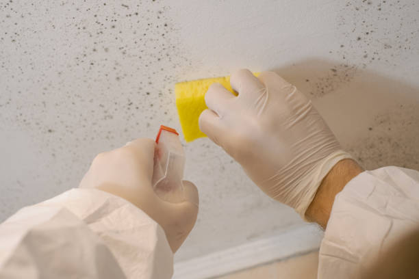  Pleasant Grove, AL Mold Removal Pros