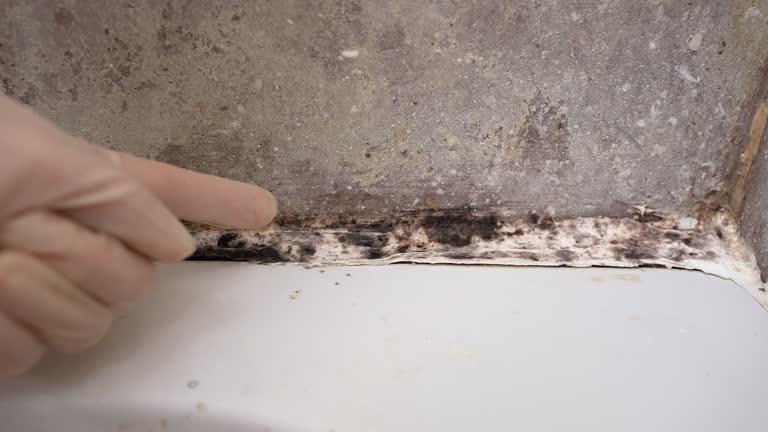 Best Mold Prevention Services  in Pleasant Grove, AL